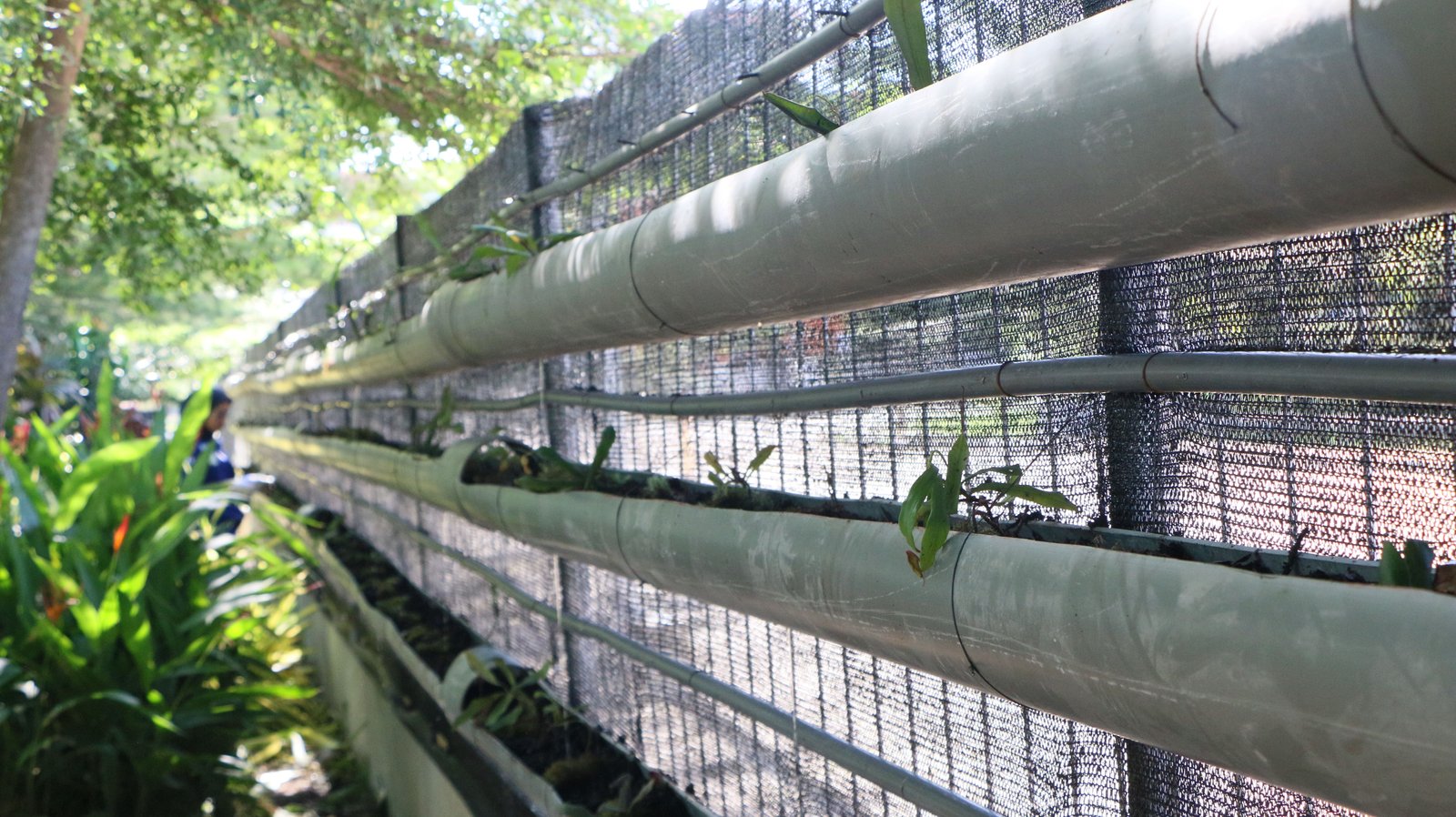 Nepenthes Vertical Garden